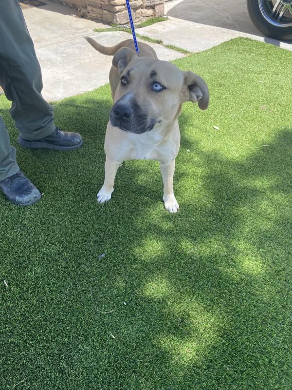 Storm, Adoptable, Adult Female Pit Bull Terrier.