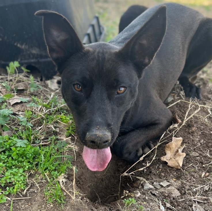 Shiva, Adopted, Adult Female Shepherd & Australian Kelpie.