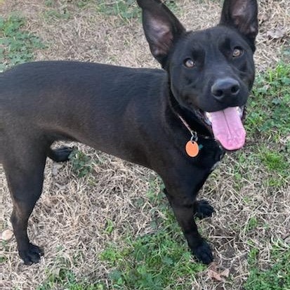 Enlarge Shiva, a Adopted mixed breed in Rockdale, TX image 2/2