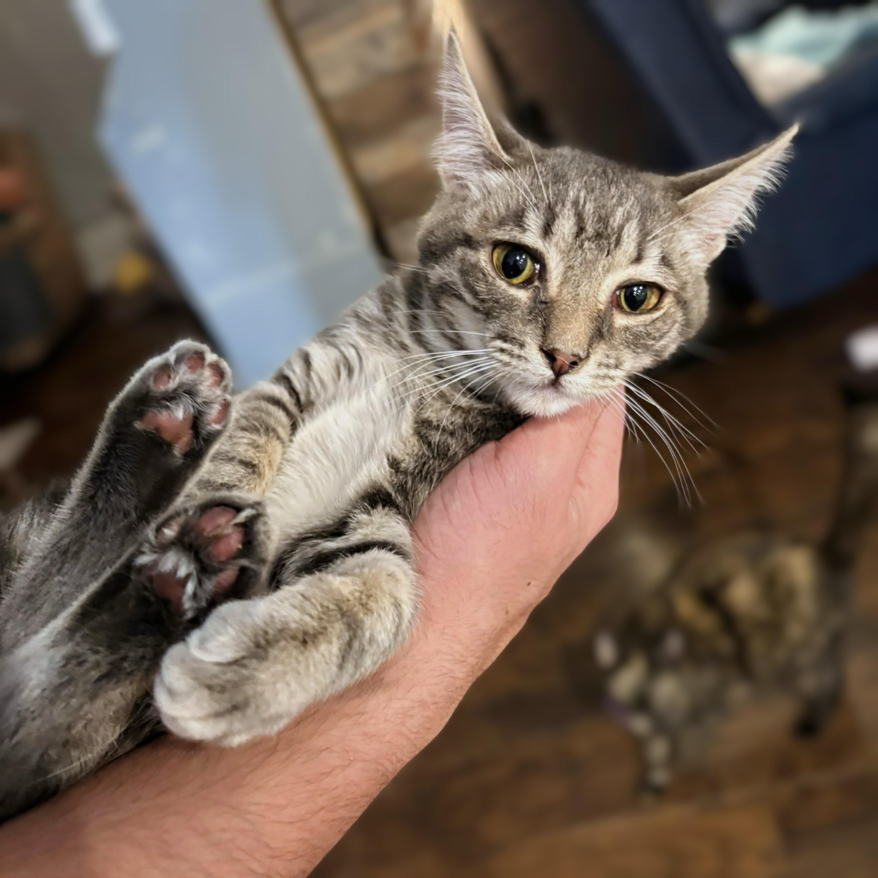 Scarlet , ADOPTABLE, Kitten Female Tabby.