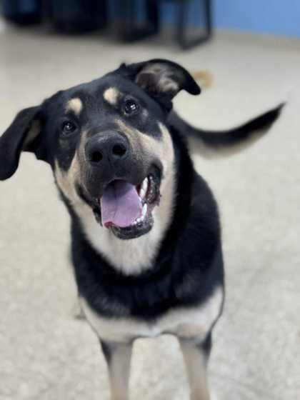 Oscar, Adoptable, Young Male German Shepherd Dog & Rottweiler.