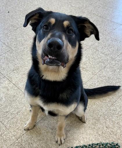 Oscar, Adoptable, Young Male German Shepherd Dog & Rottweiler.