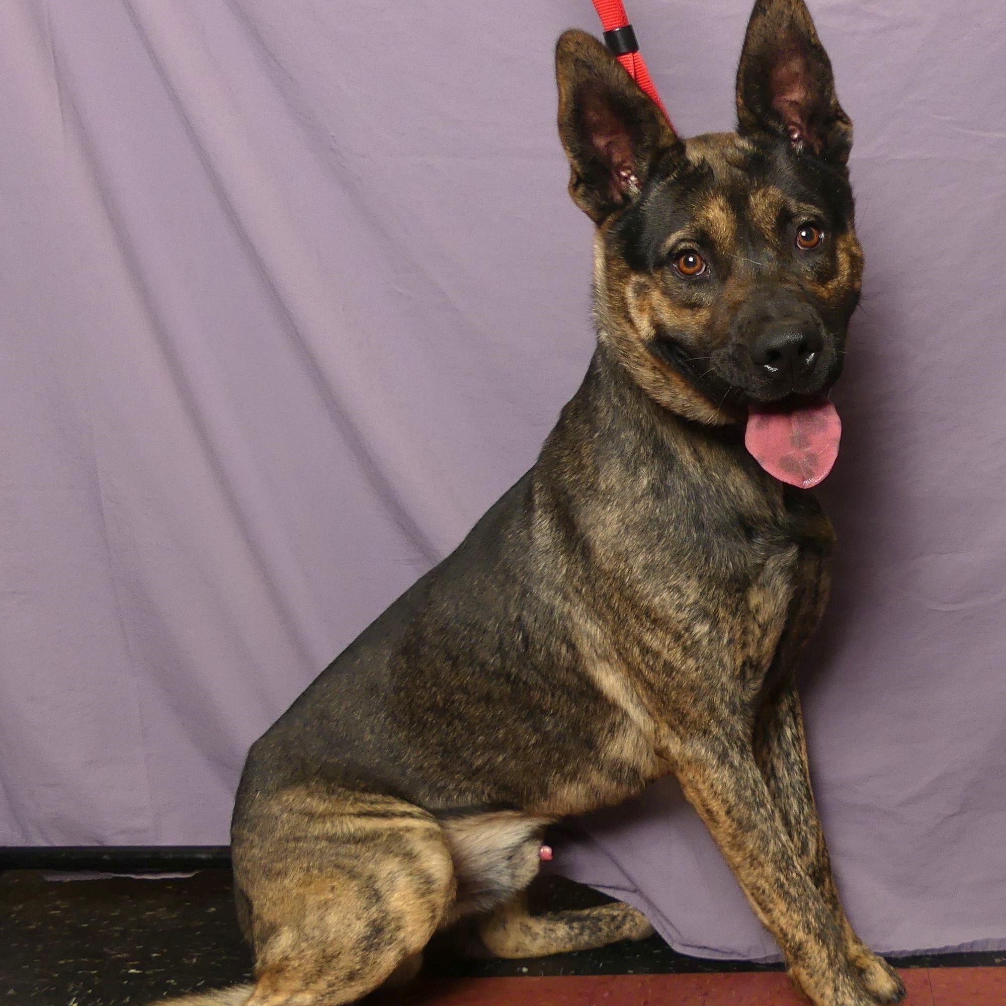 Enlarge CHUCK, a Adoptable mixed breed in Ukiah, CA image 1/5