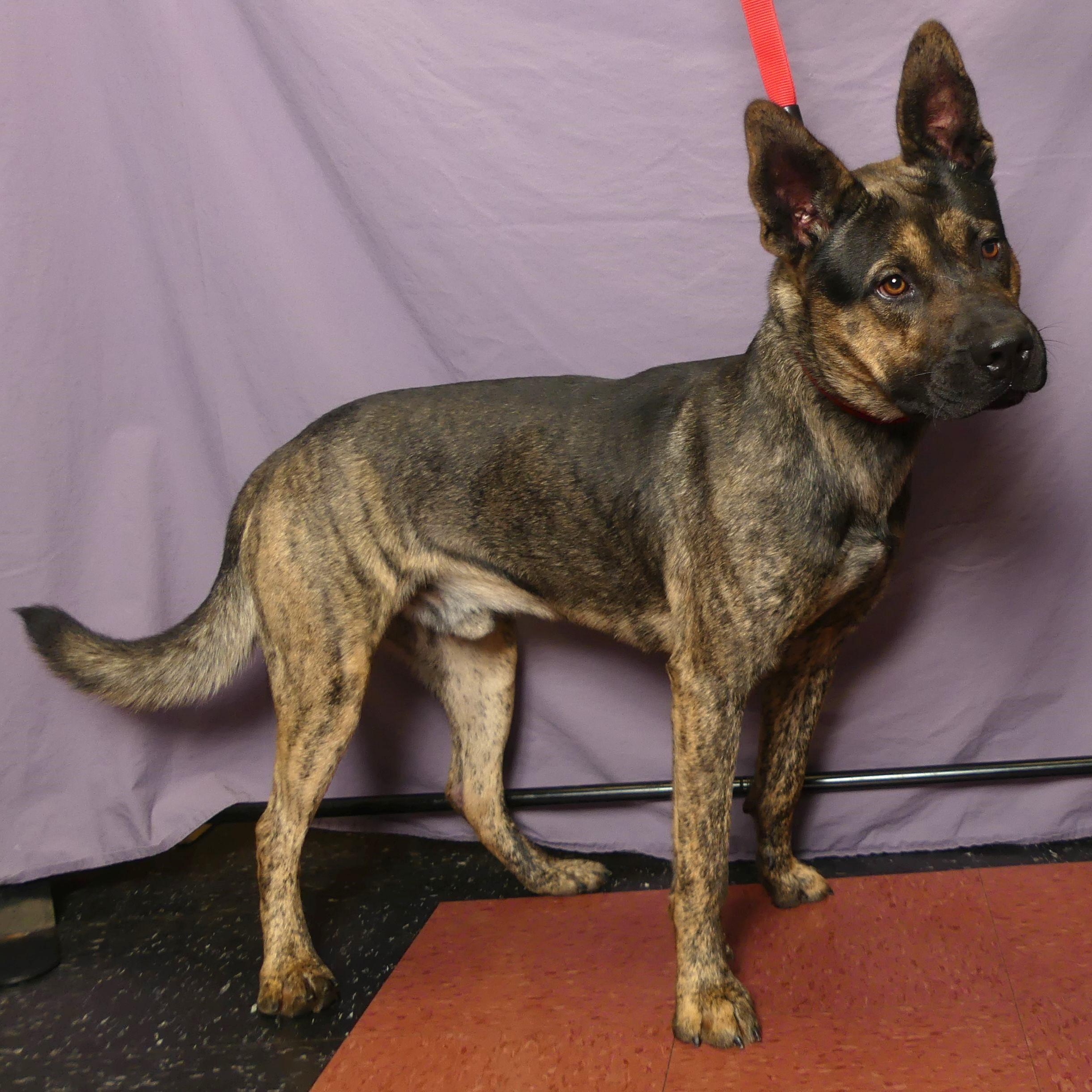 Enlarge CHUCK, a Adoptable mixed breed in Ukiah, CA image 2/5