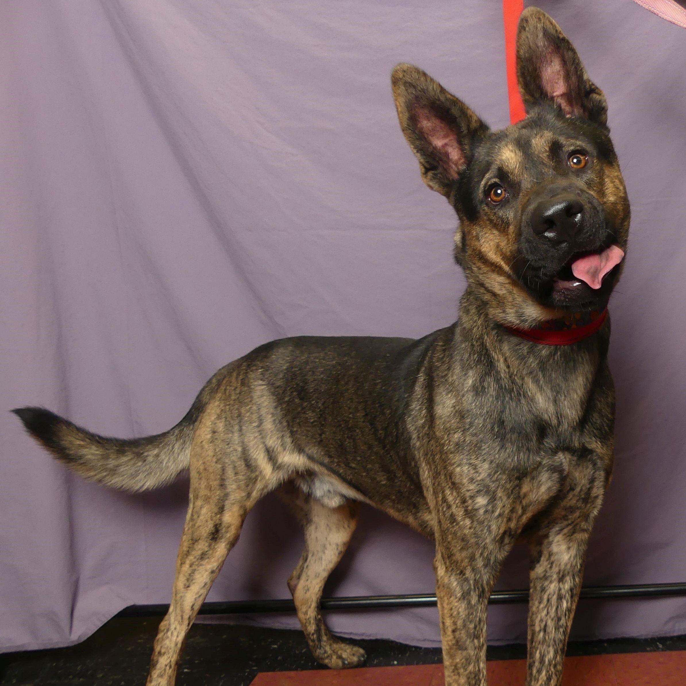 Enlarge CHUCK, a Adoptable mixed breed in Ukiah, CA image 3/5