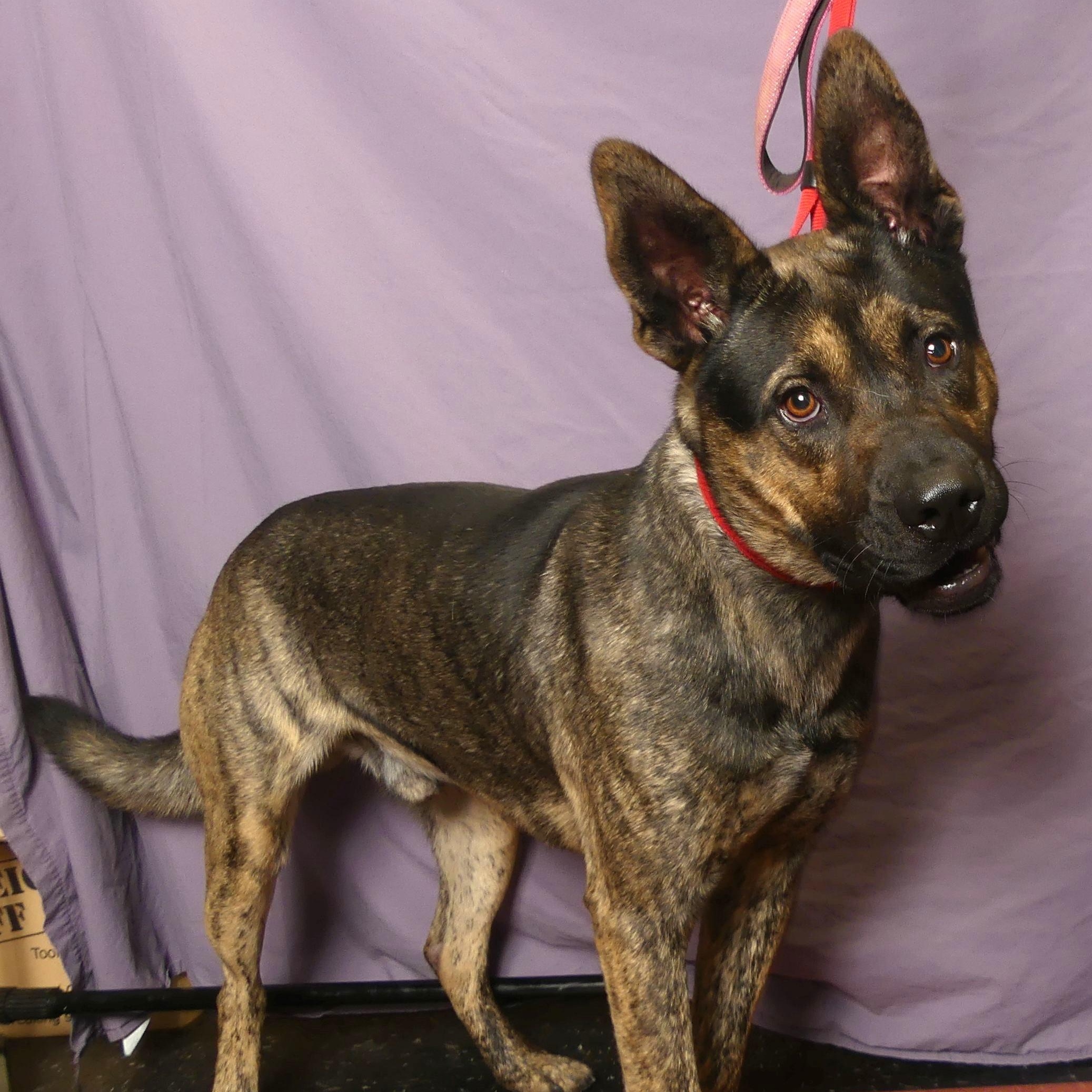 Enlarge CHUCK, a Adoptable mixed breed in Ukiah, CA image 4/5