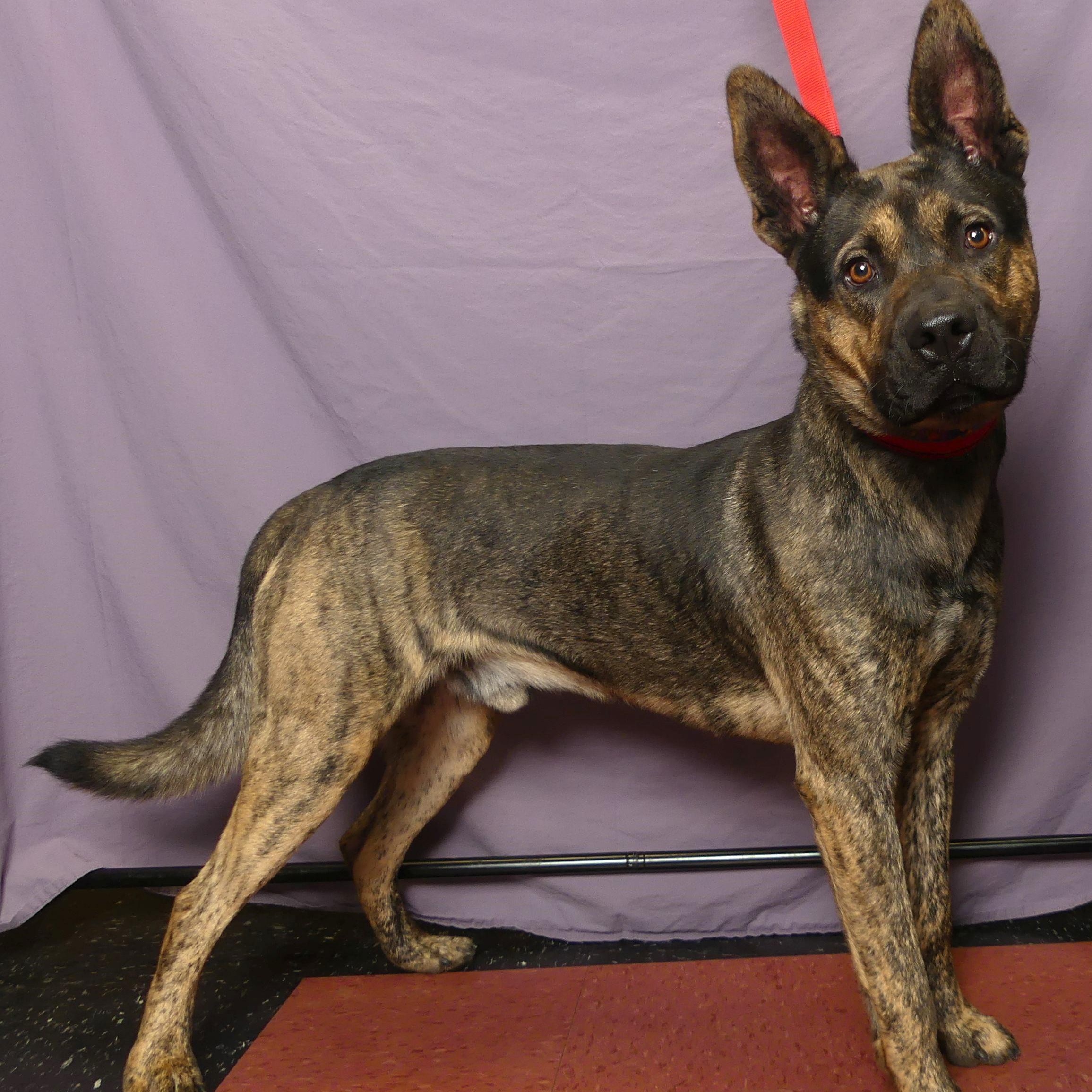 Enlarge CHUCK, a Adoptable mixed breed in Ukiah, CA image 5/5