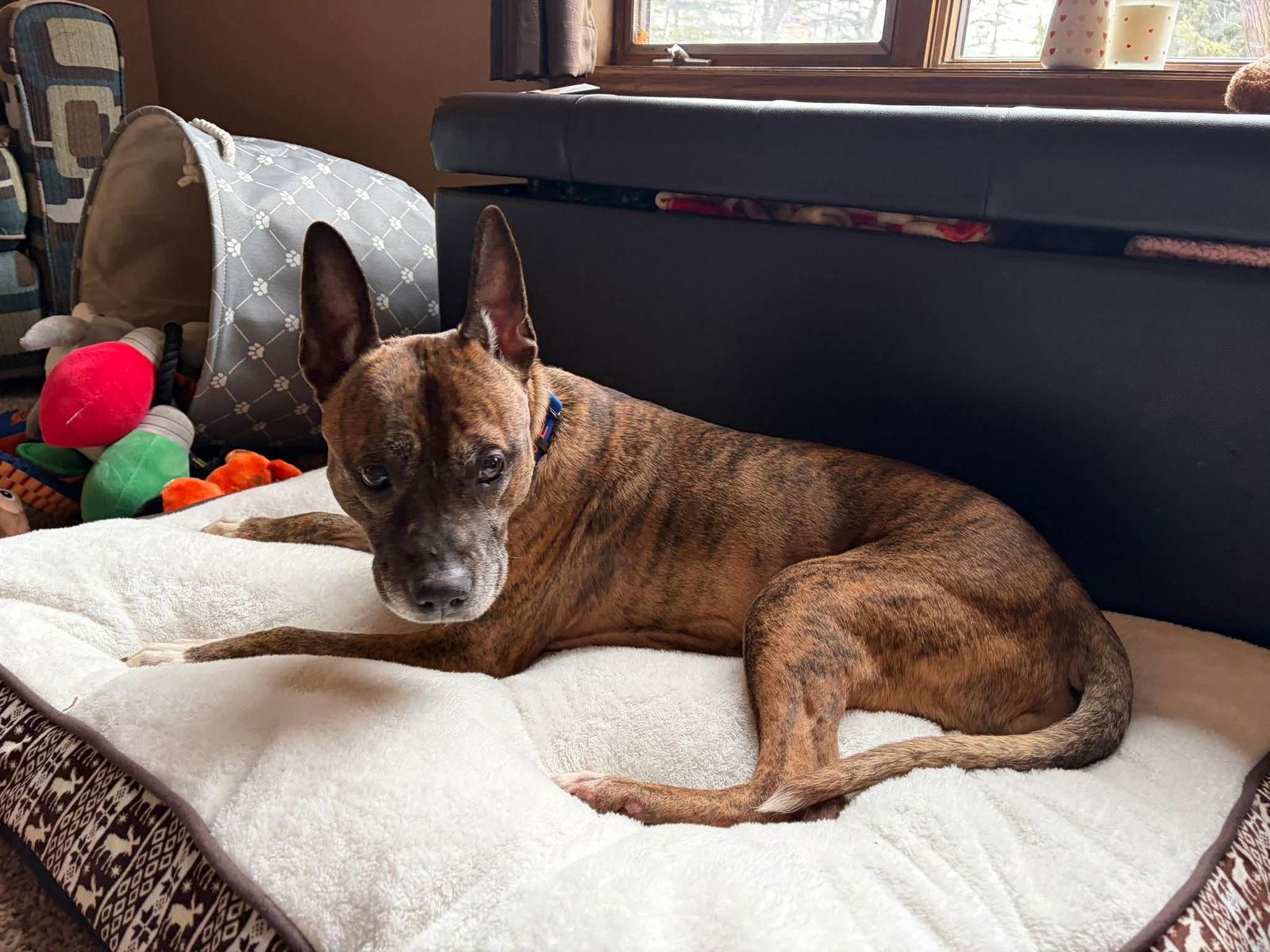 Enlarge Frosty, a Adopted Pit Bull Terrier in New London, WI image 1/3