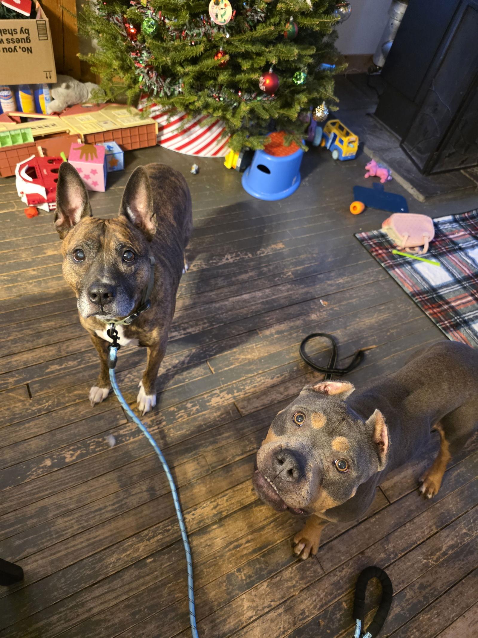 Frosty, Adoptable, Senior Male Pit Bull Terrier.