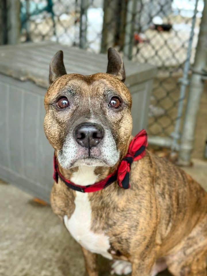 Enlarge Frosty, a Adoptable Pit Bull Terrier in New London, WI image 2/3
