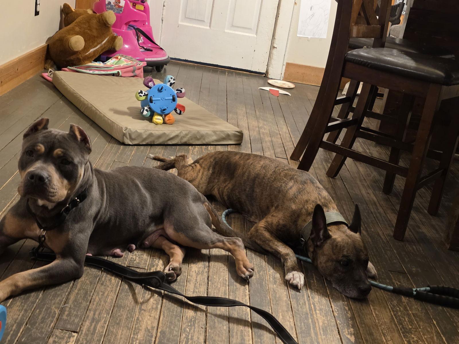 Enlarge Frosty, a Adoptable Pit Bull Terrier in New London, WI image 3/3