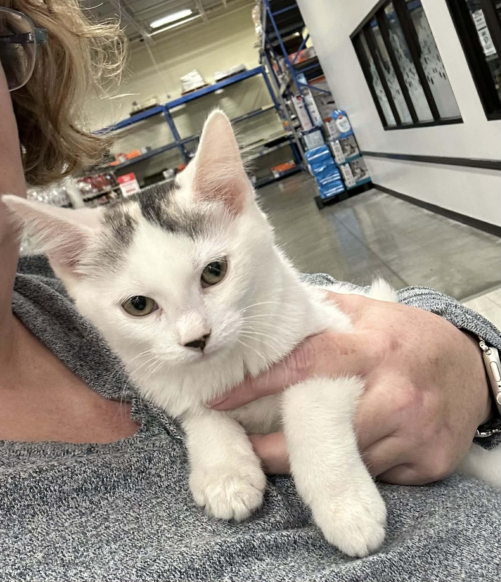 Dora, Adoptable, Kitten Female Domestic Short Hair.