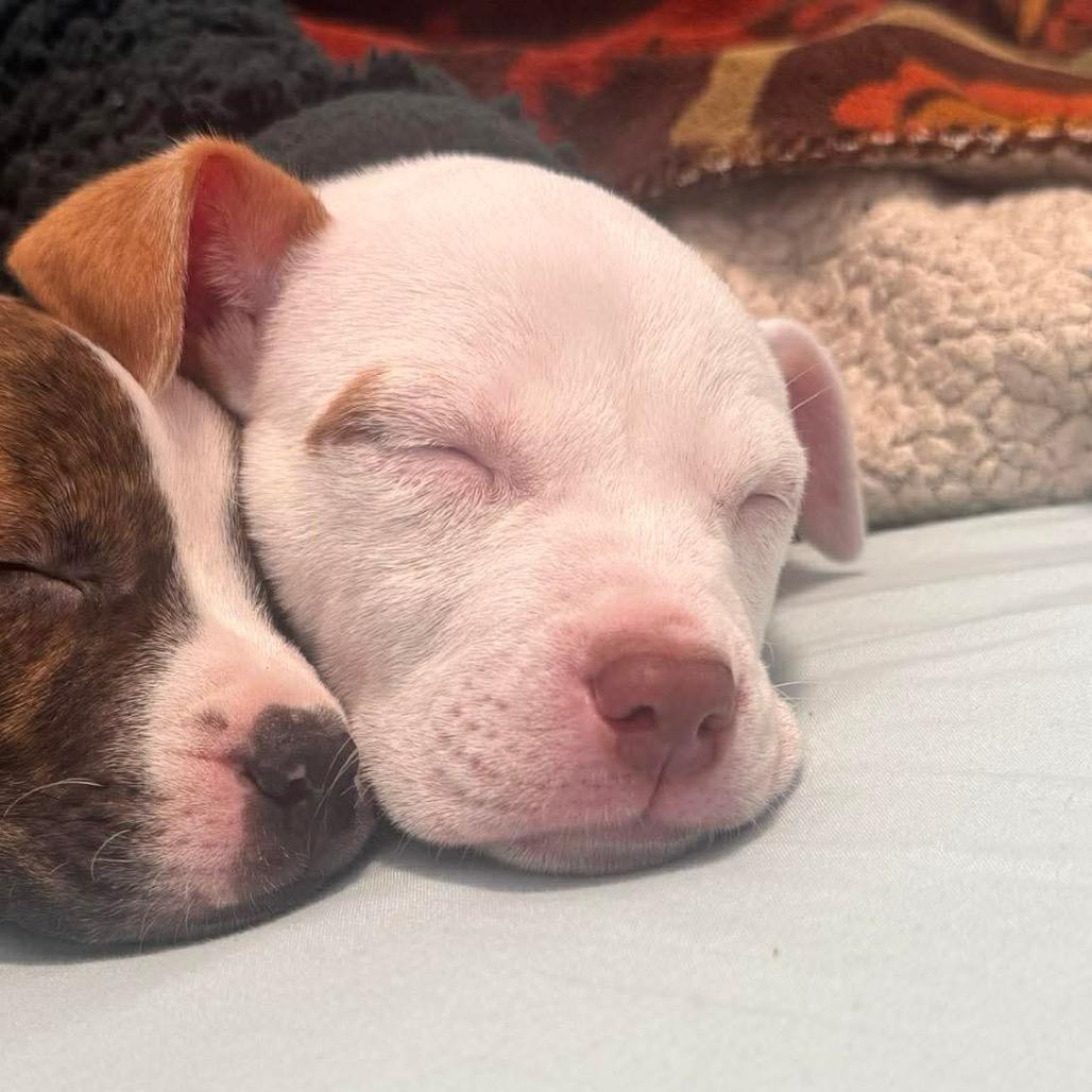 Isaiah, Adoptable, Puppy Male Pit Bull Terrier & Mixed Breed.