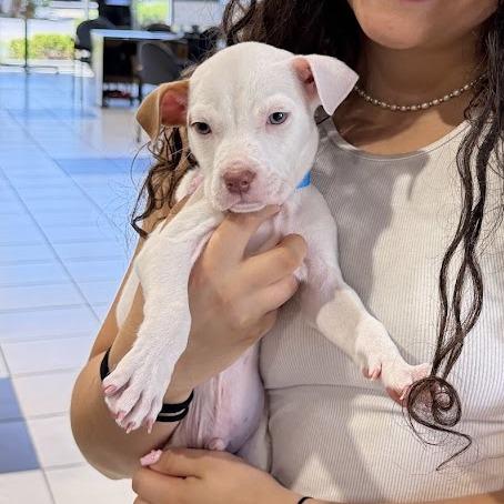 Isaiah, a Adoptable mixed breed in Griswold, CT image 2/3