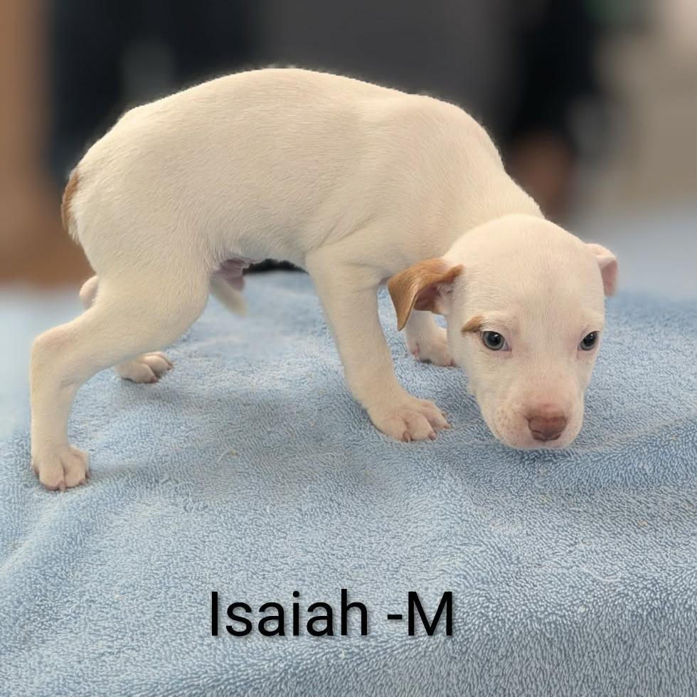 Isaiah, a Adoptable mixed breed in Griswold, CT image 3/3