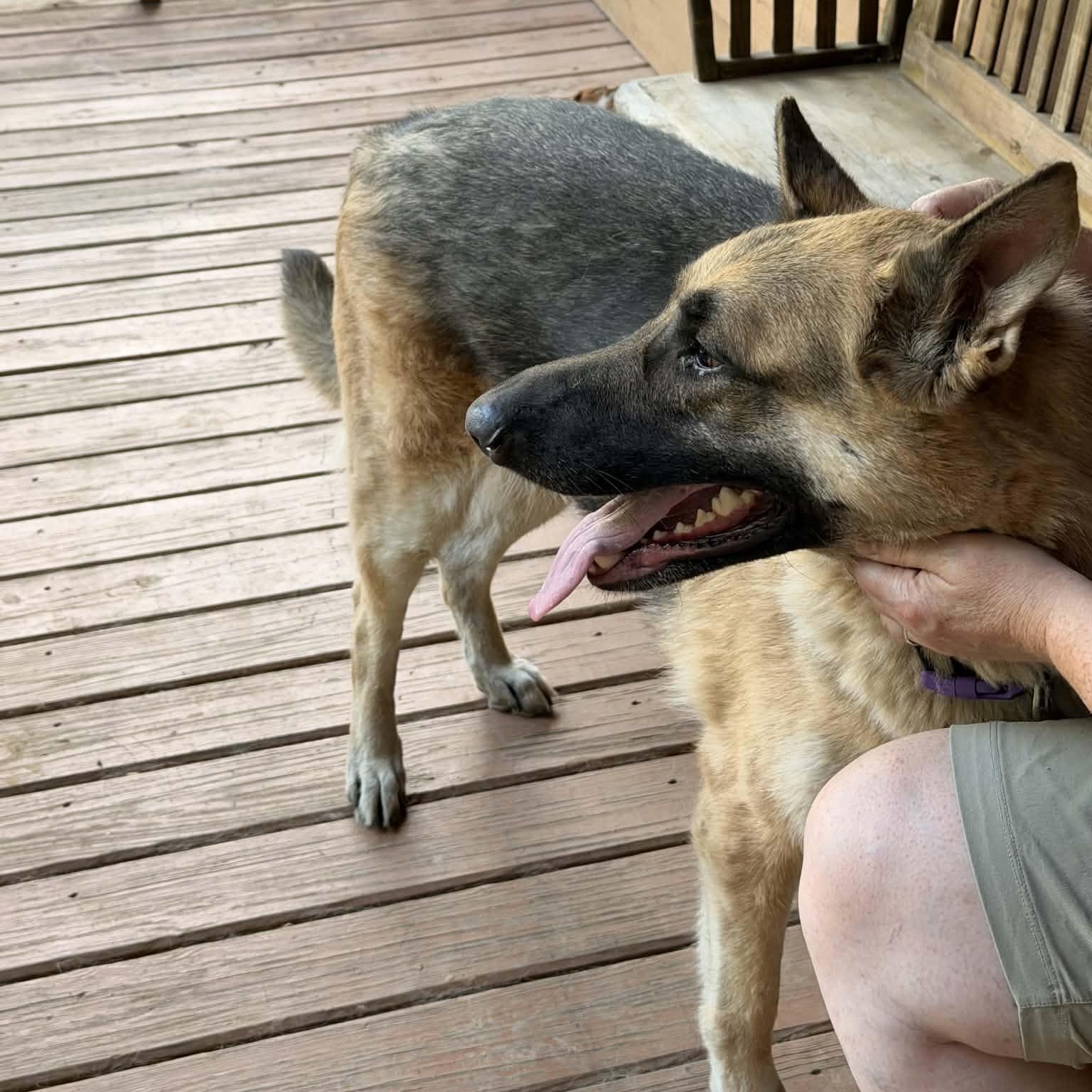 Enlarge Sparky, a ADOPTABLE German Shepherd Dog in Chesterfield, MO image 3/3