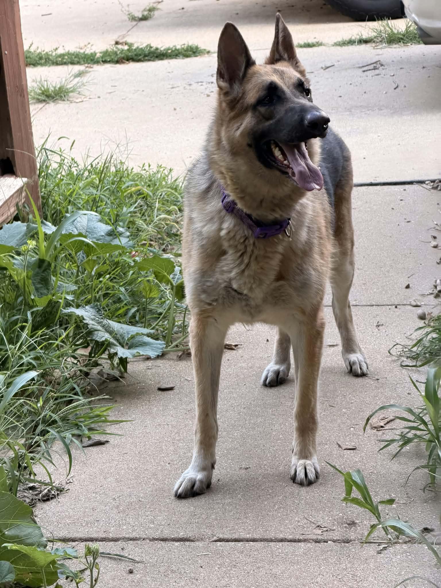 Sparky, ADOPTABLE, Adult Female German Shepherd Dog.