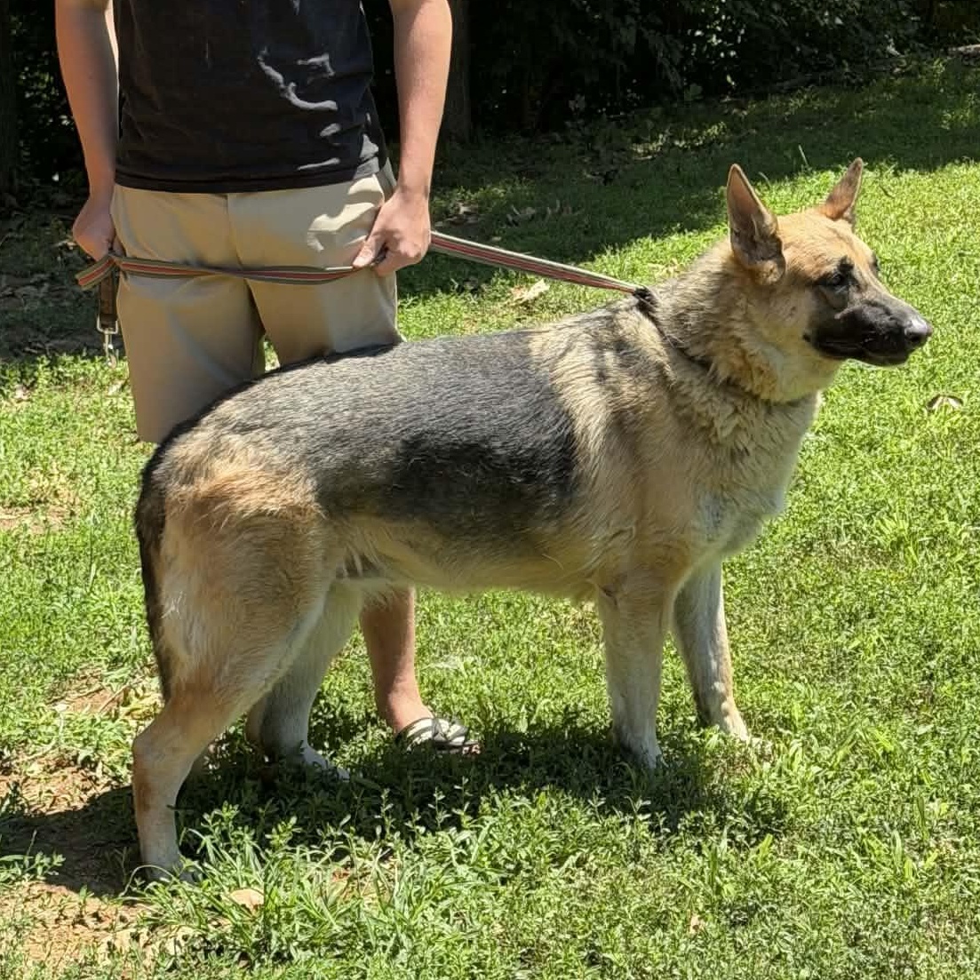 Enlarge Sparky, a ADOPTABLE German Shepherd Dog in Chesterfield, MO image 2/3