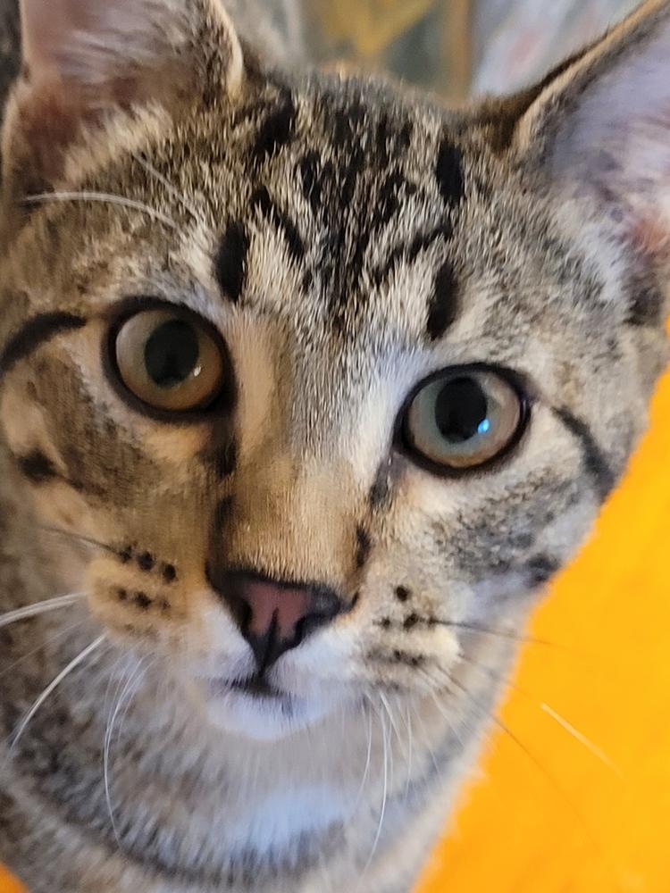 Banshee, Adoptable, Kitten Male Domestic Short Hair.