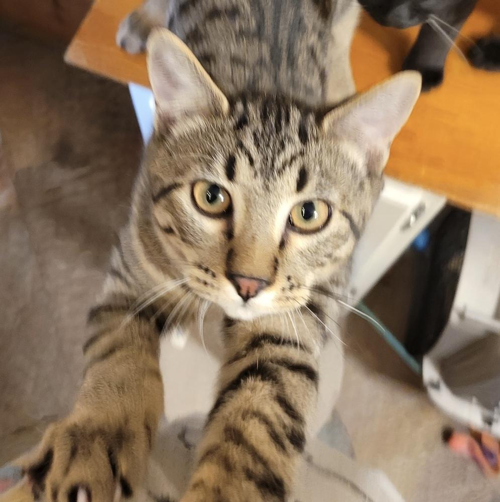 Enlarge Banshee, a Adoptable Domestic Short Hair in Bellingham, WA image 2/2