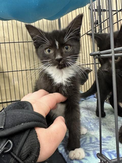 Boots, an adopted Domestic Short Hair in Louisville, KY_image-1