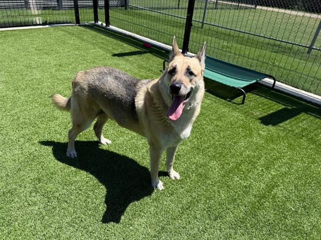 POPCORN BALL, Adoptable, Adult Male German Shepherd Dog.
