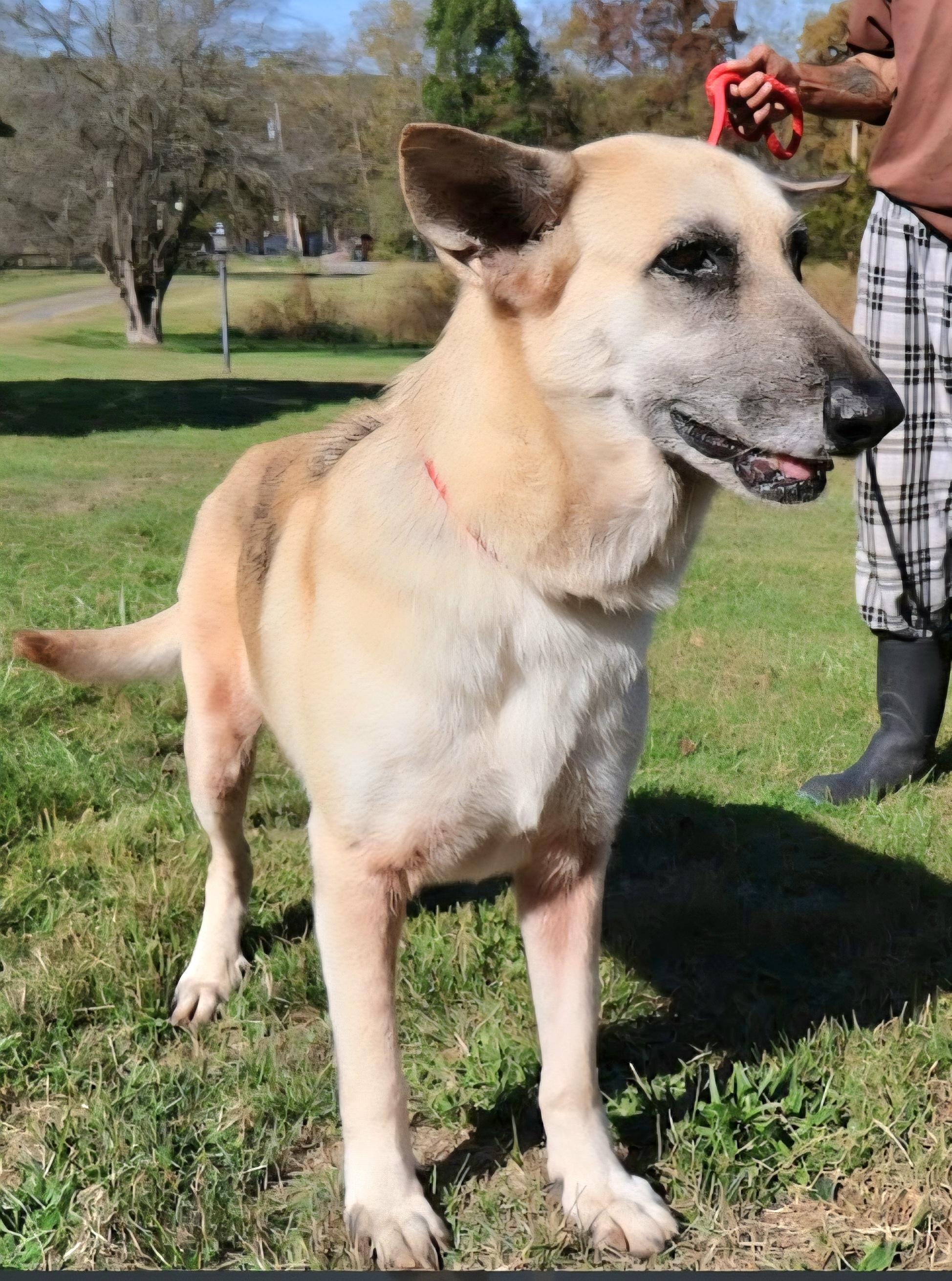ROXY: "In NY: Foster or Forever Home Needed!", a Adoptable German Shepherd Dog in New York, NY image 2/6