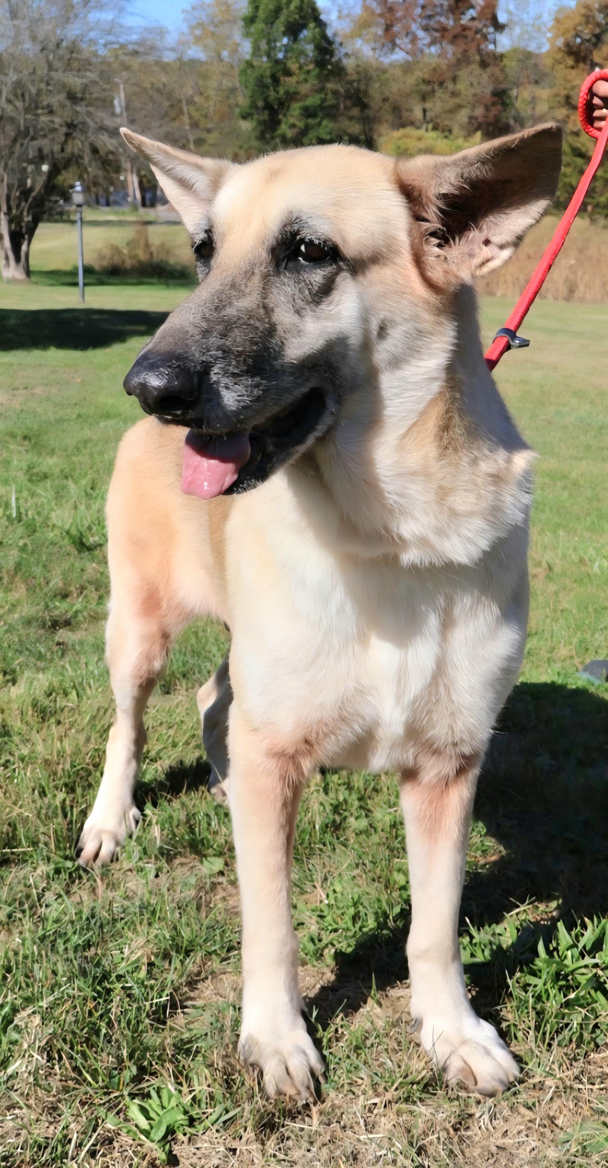 ROXY: "In NY: Foster or Forever Home Needed!", a Adoptable German Shepherd Dog in New York, NY image 3/6