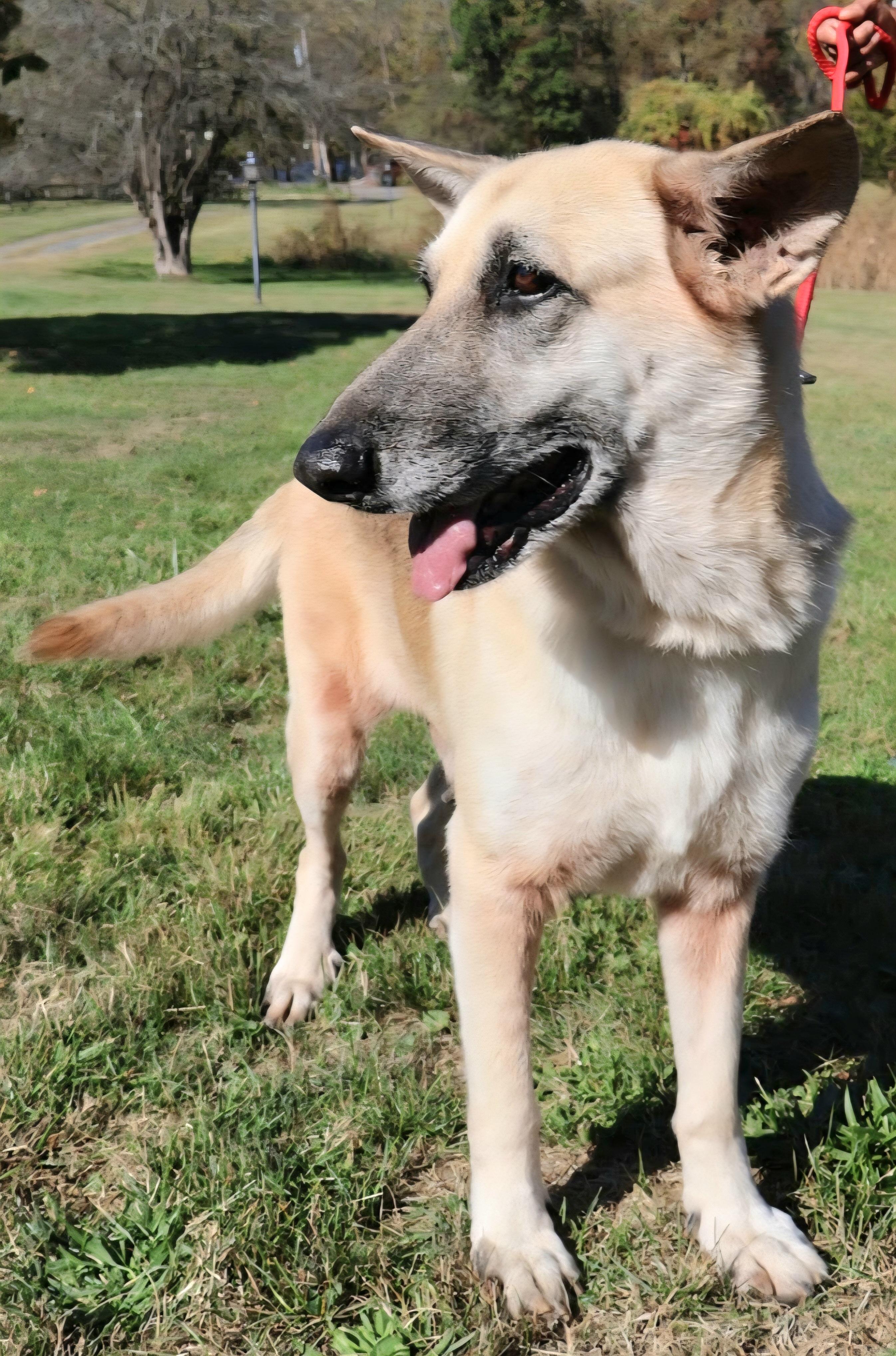 ROXY: "In NY: Foster or Forever Home Needed!", a Adoptable German Shepherd Dog in New York, NY image 4/6