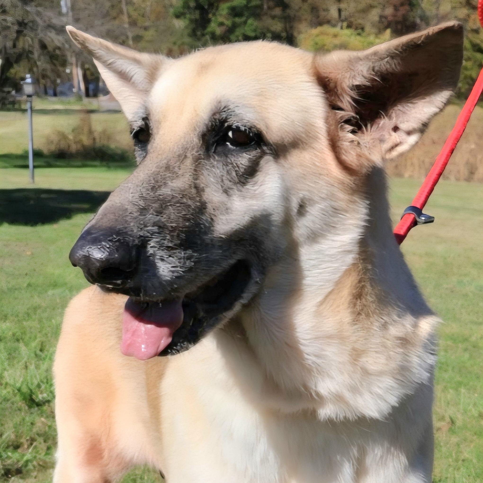 ROXY: "In NY: Foster or Forever Home Needed!", a Adoptable German Shepherd Dog in New York, NY image 1/6