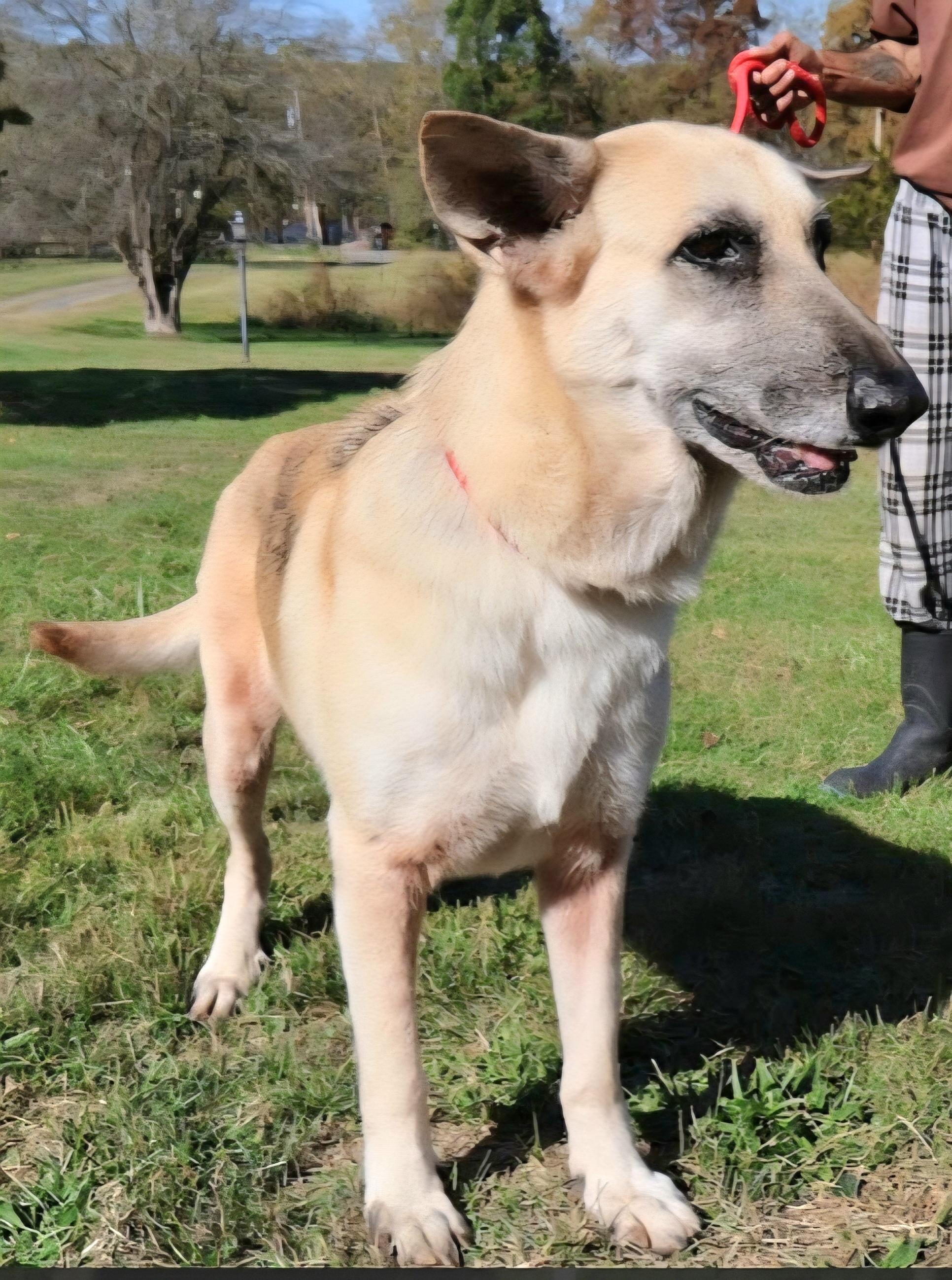 ROXY: "In NY: Foster or Forever Home Needed!", a Adoptable German Shepherd Dog in New York, NY image 5/6
