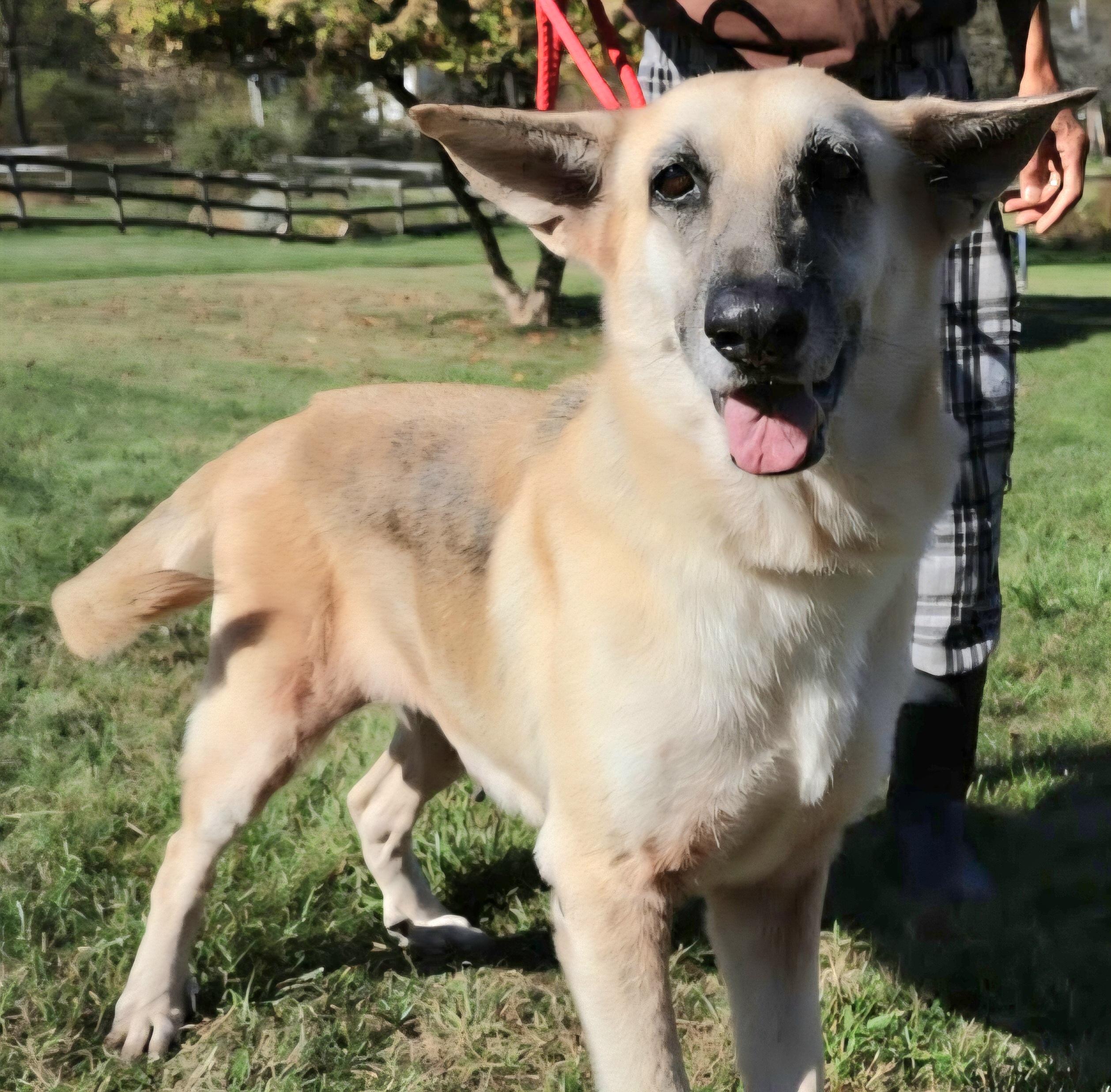 ROXY: "In NY: Foster or Forever Home Needed!", a Adoptable German Shepherd Dog in New York, NY image 6/6