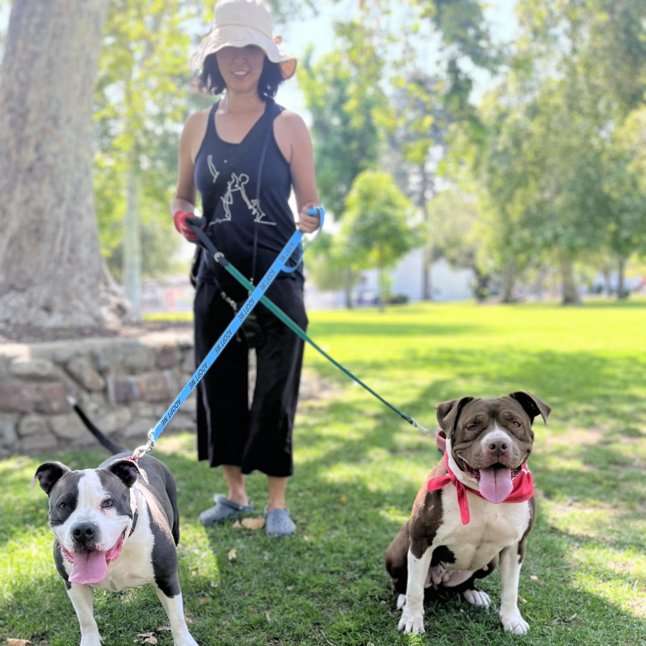 Enlarge Lil Mama, a Adoptable mixed breed in Sierra Madre, CA image 5/6