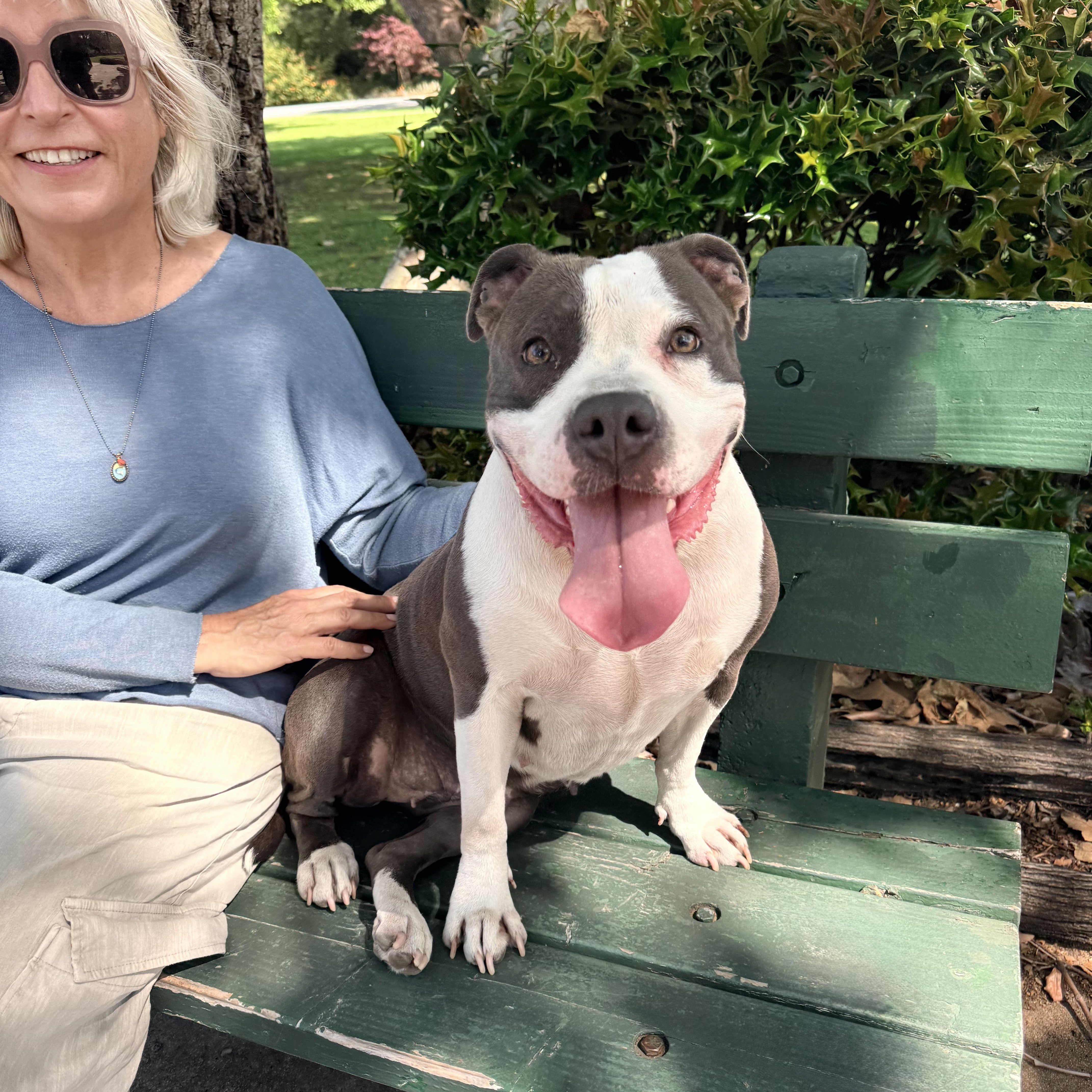Enlarge Lil Mama, a Adoptable mixed breed in Sierra Madre, CA image 6/6