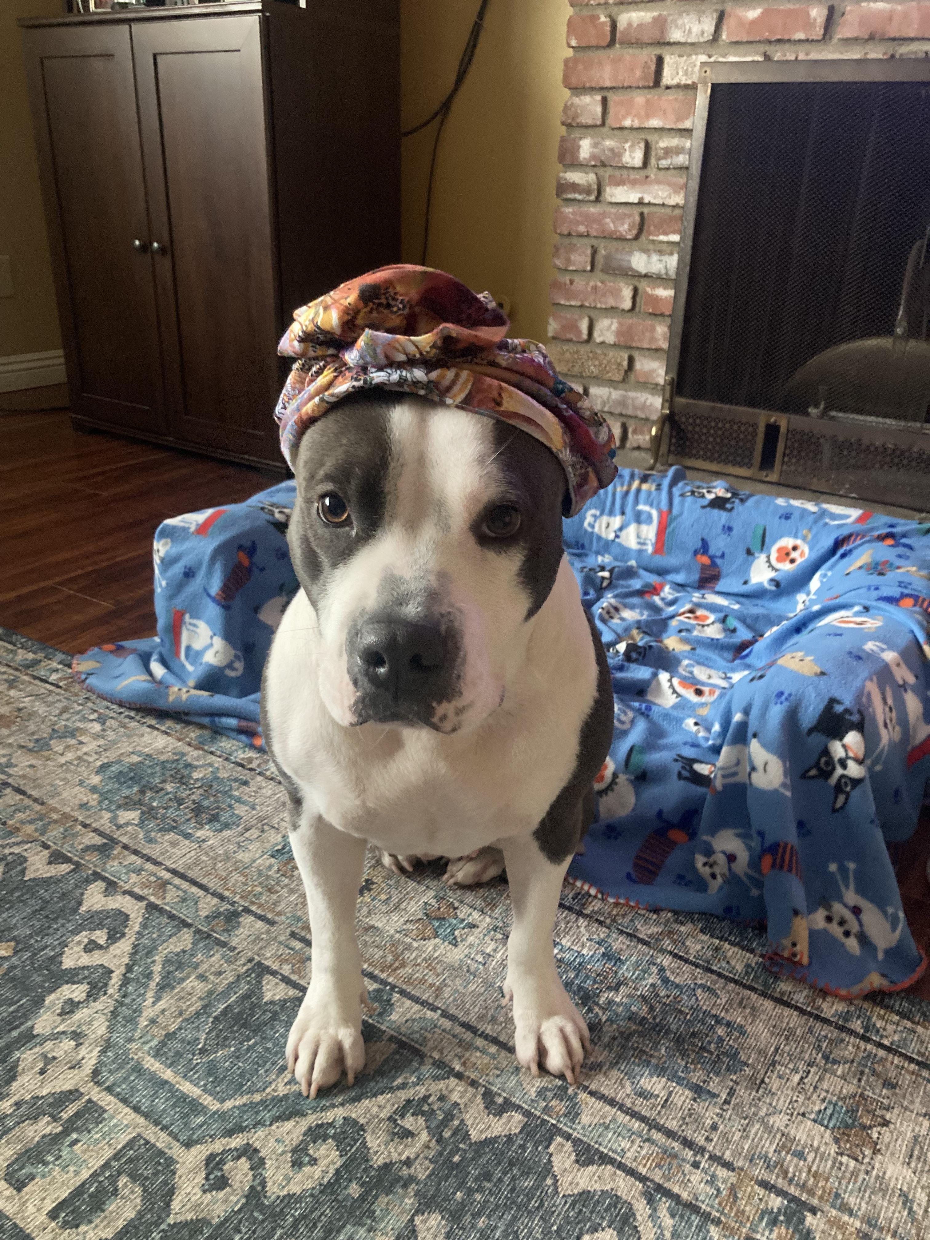 Lil Mama, Adoptable, Young Female Pit Bull Terrier & American Bulldog.