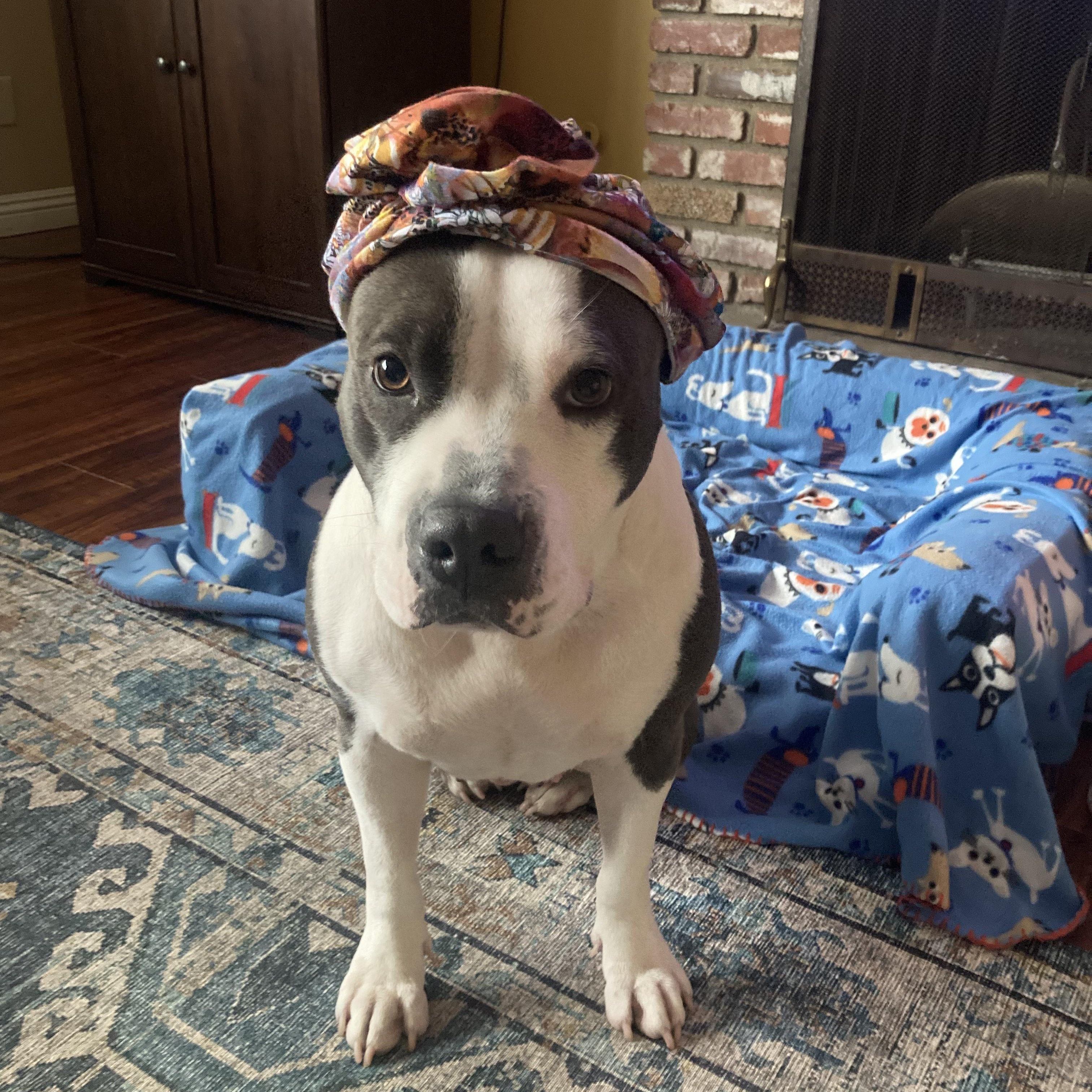 Enlarge Lil Mama, a Adoptable mixed breed in Sierra Madre, CA image 2/6