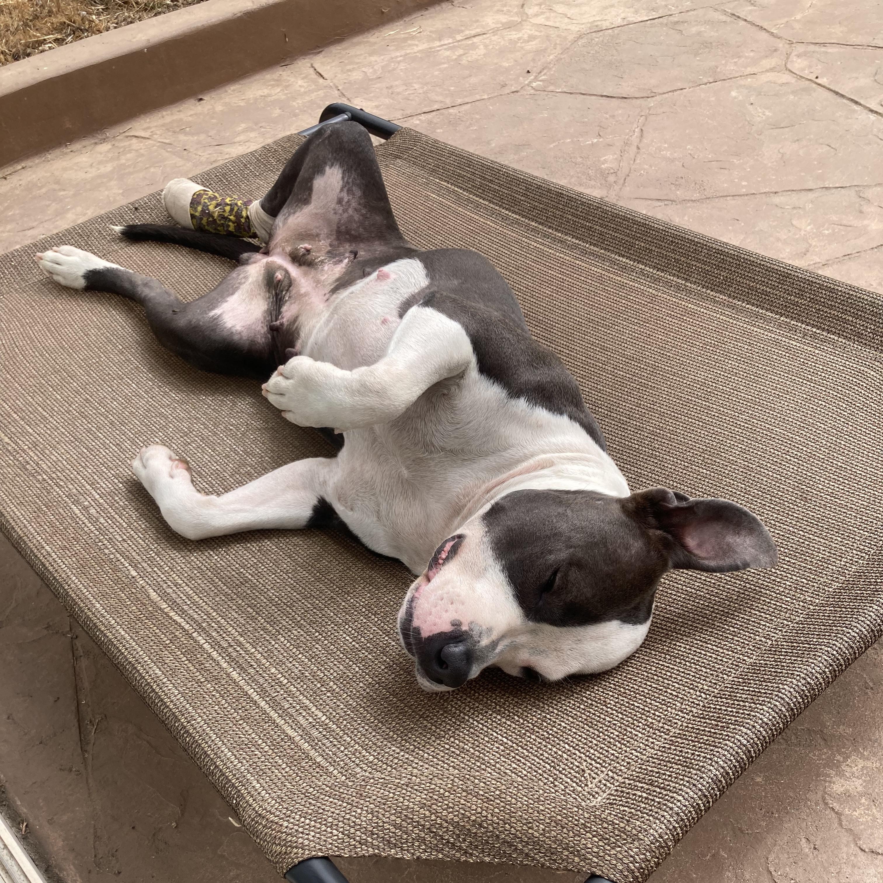 Enlarge Lil Mama, a Adoptable mixed breed in Sierra Madre, CA image 4/6