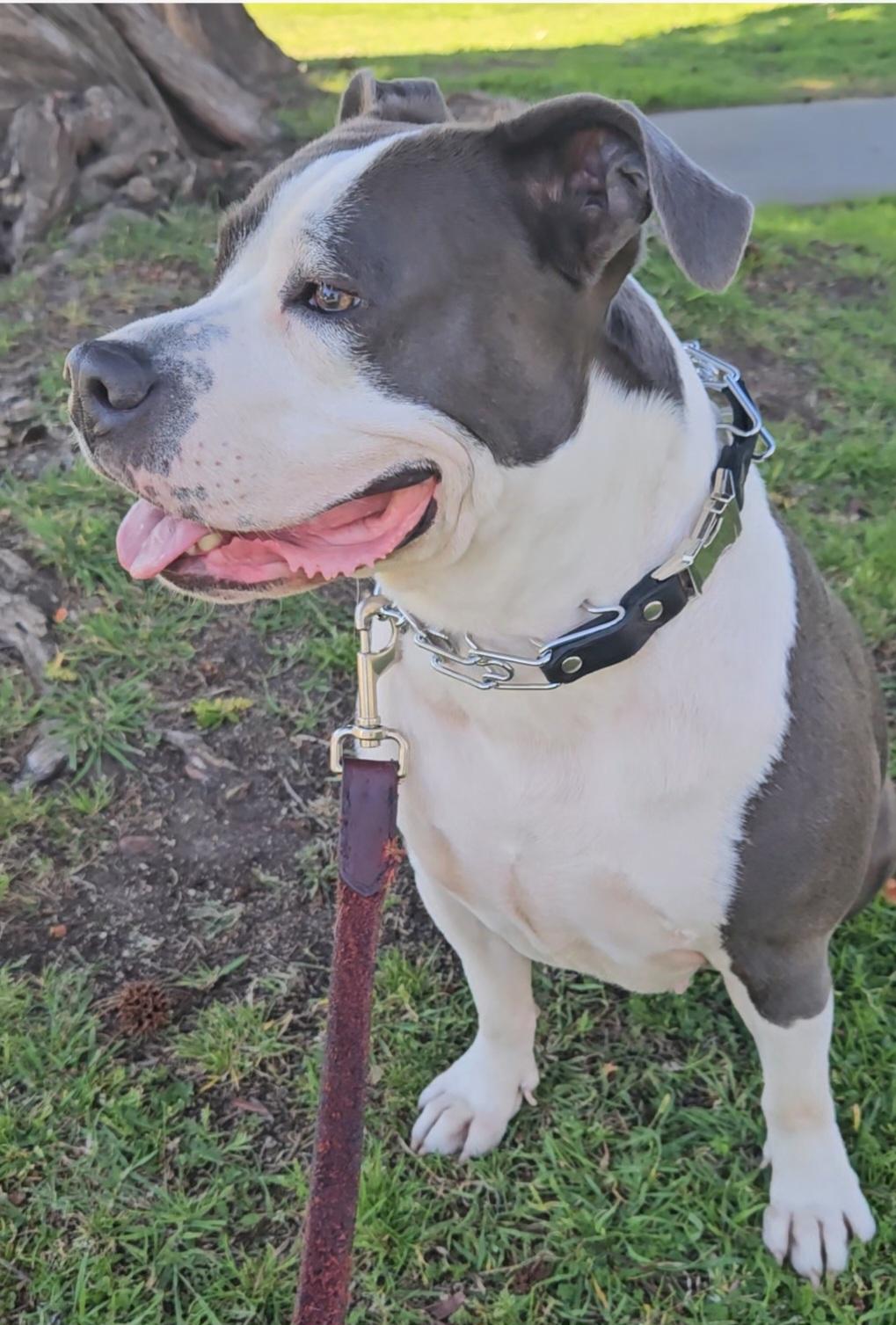 Enlarge Lil Mama, a Adoptable mixed breed in Sierra Madre, CA image 1/6