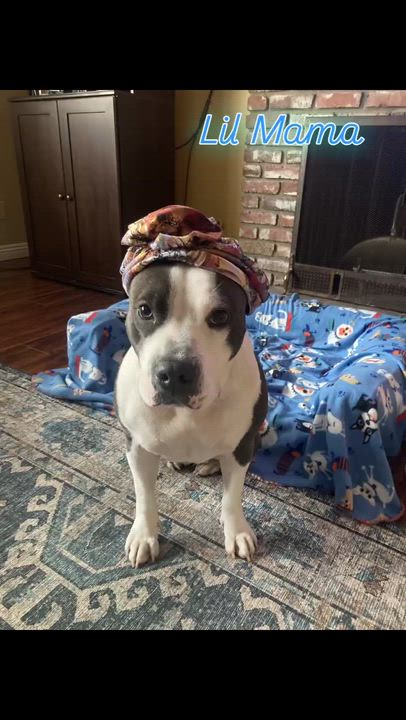 Enlarge Lil Mama, a Adoptable mixed breed in Sierra Madre, CA video 6/6