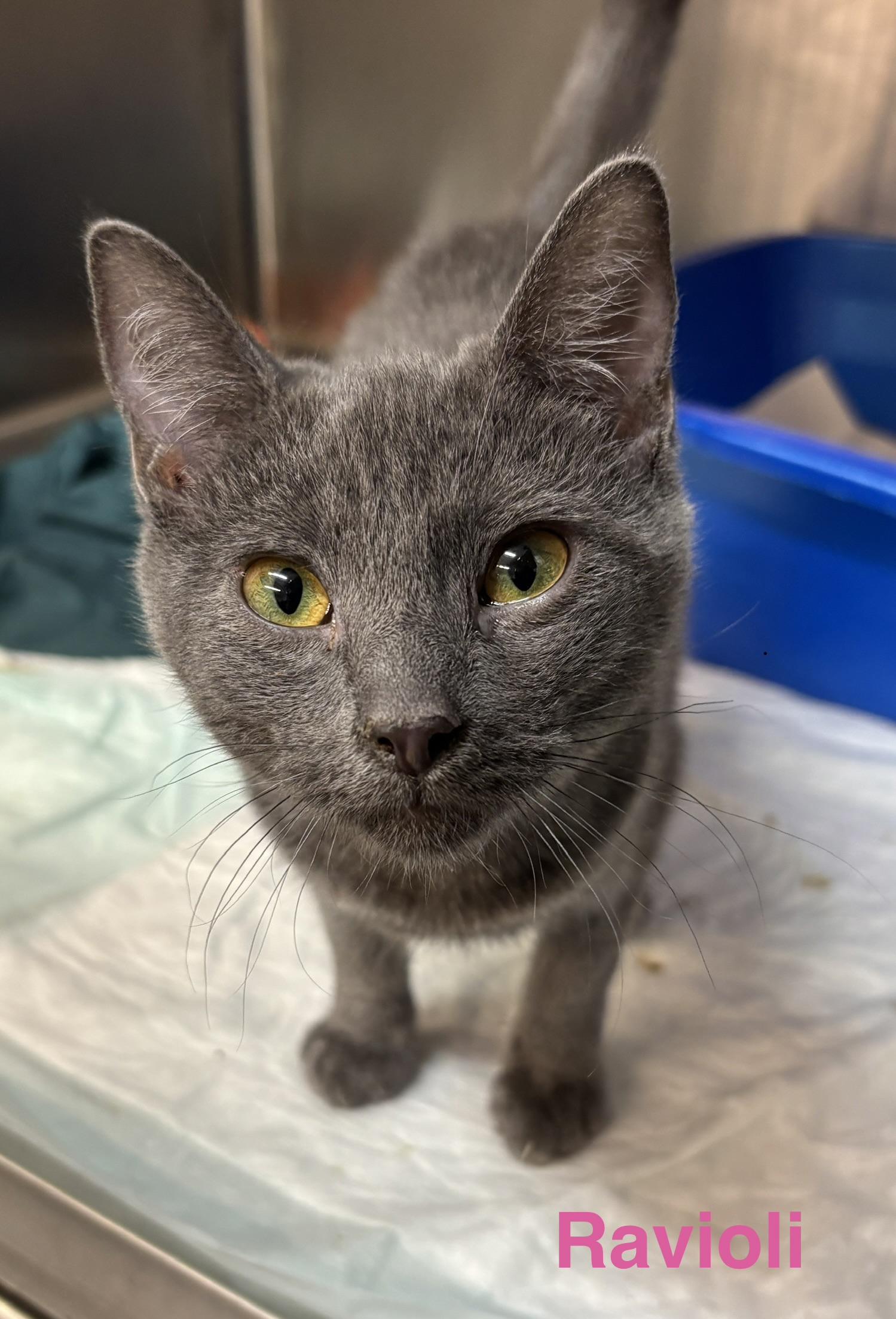 Ravioli, Adopted, Kitten Female Russian Blue.