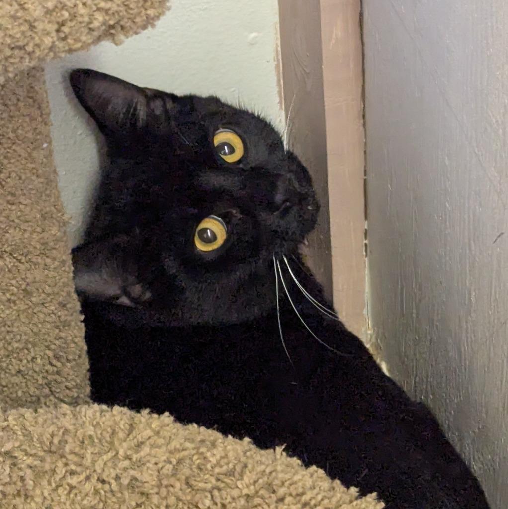 Bumper Cars, Adoptable, Young Male Domestic Short Hair.