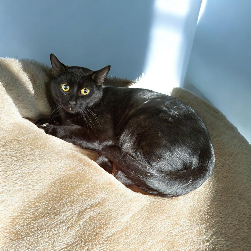Big, a Adoptable Domestic Short Hair in Plymouth, MN image 1/3