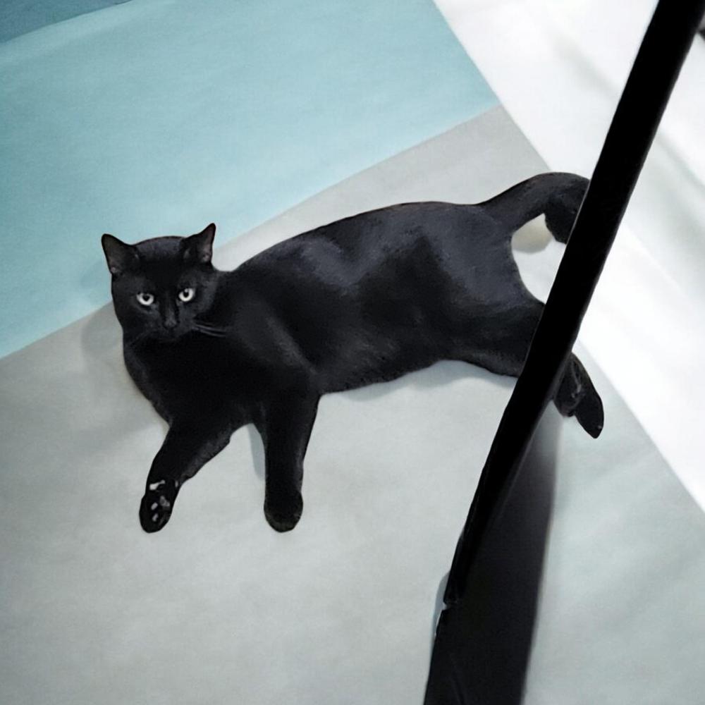 Big, a Adoptable Domestic Short Hair in Plymouth, MN image 3/3