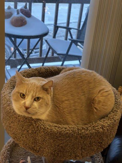 Vincent `Van Gogh`, Adoptable, Senior Male Domestic Short Hair & Domestic Short Hair.