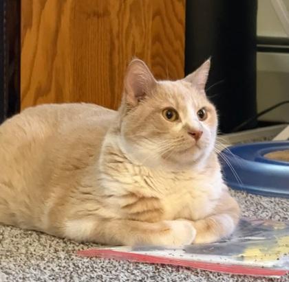 Vincent `Van Gogh`, a Adoptable mixed breed in Neenah, WI image 2/2