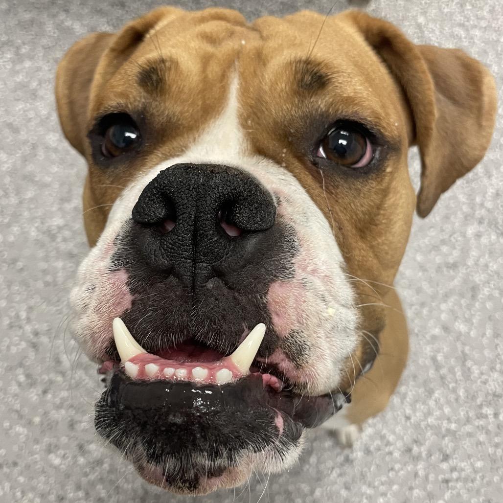 Deuce, a Adoptable mixed breed in Henderson, NV image 1/6