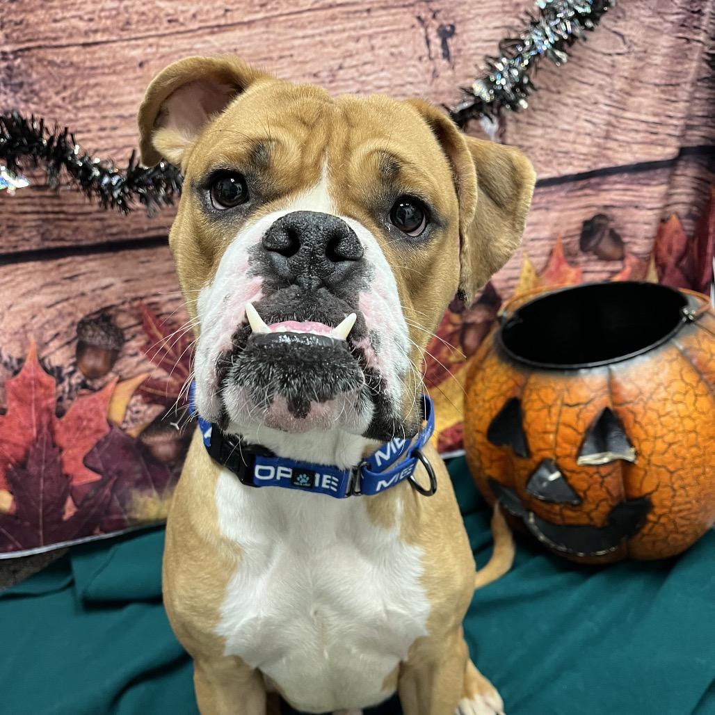 Deuce, a Adoptable mixed breed in Henderson, NV image 2/6