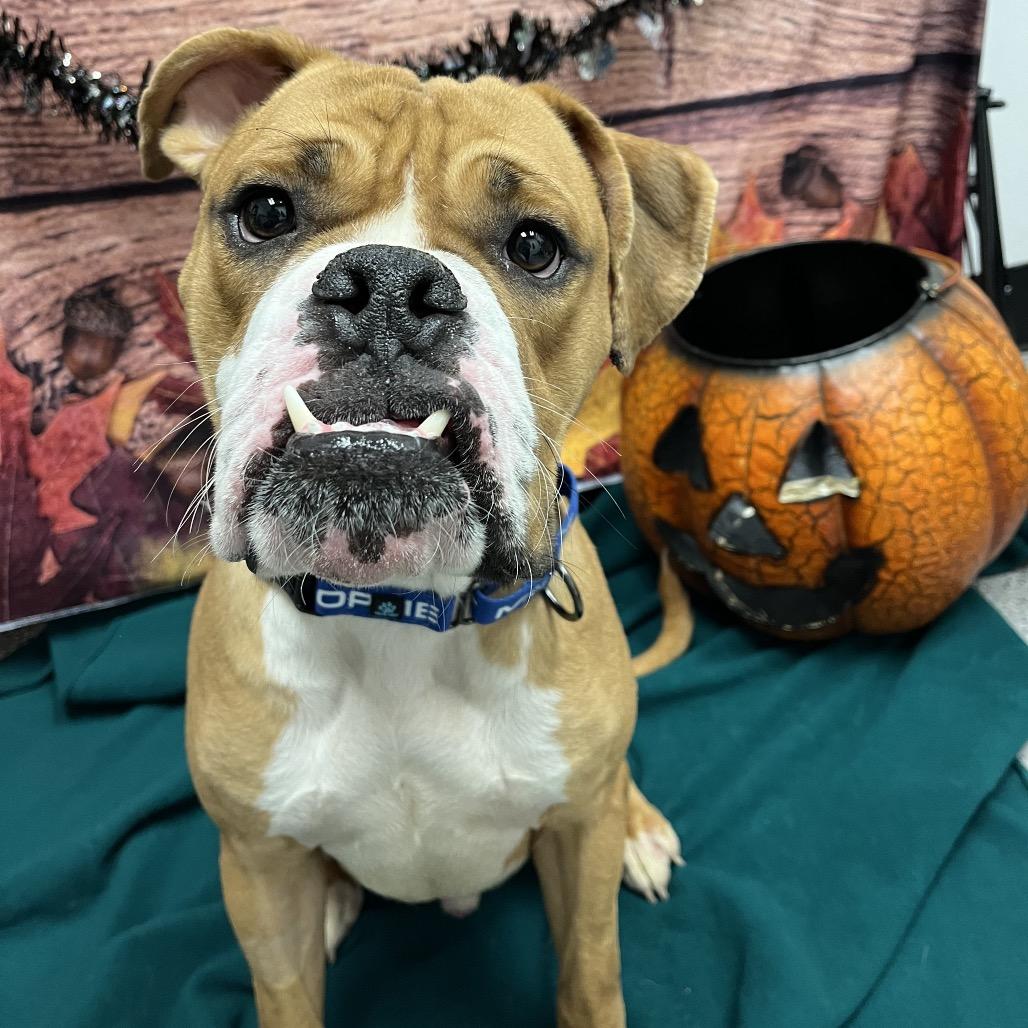 Deuce, a Adoptable mixed breed in Henderson, NV image 3/6