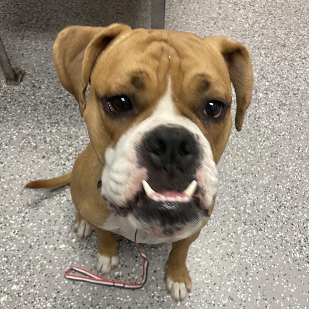 Deuce, a Adoptable mixed breed in Henderson, NV image 4/6