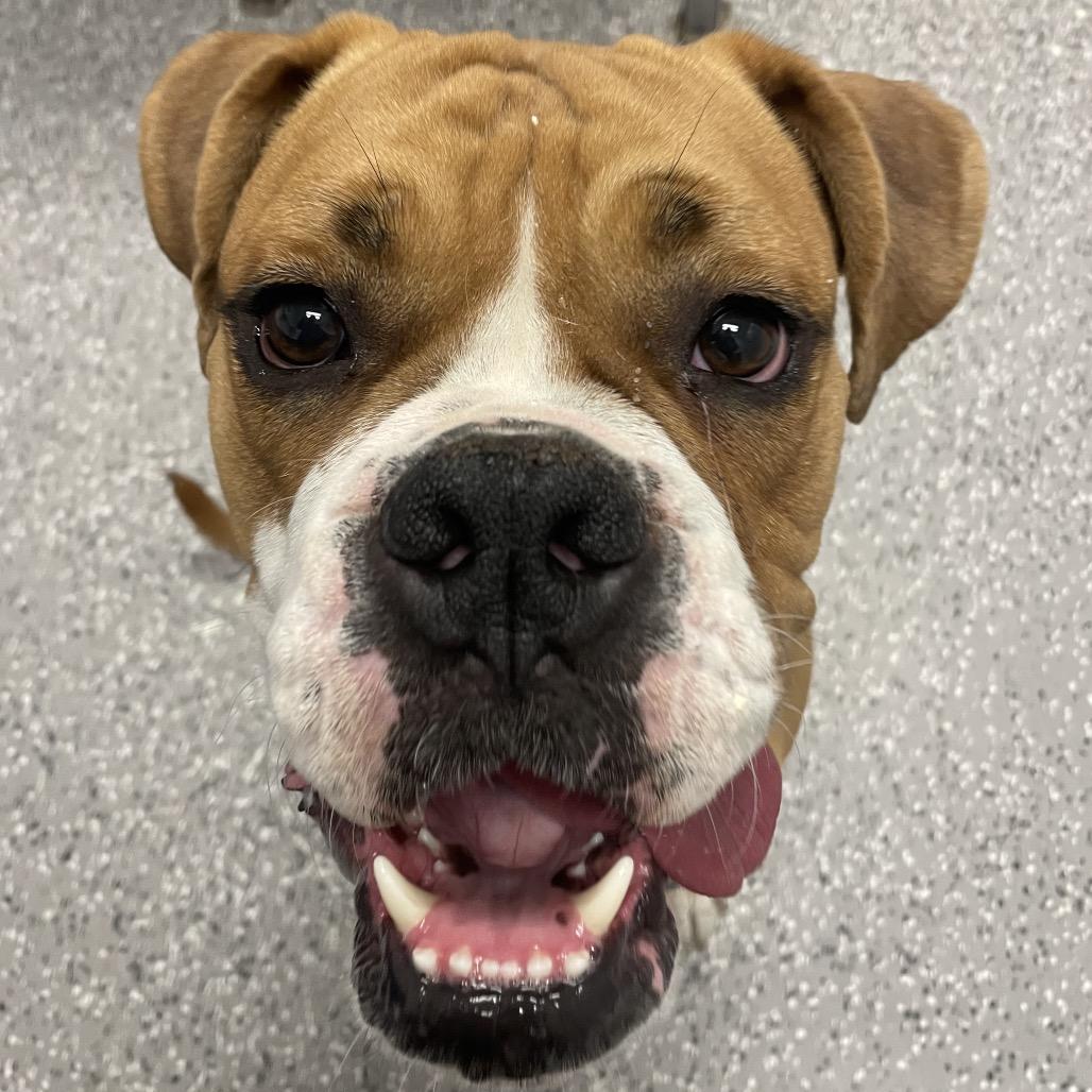 Deuce, a Adoptable mixed breed in Henderson, NV image 5/6